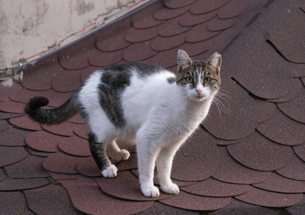 Fruchtiger genuss: eton mess mit frischen beeren und wolkenzarter schlagsahne – das ultimative rezept